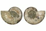 Bargain, 6.5" Cut & Polished, Agatized Ammonite Fossil - Madagascar - #191551-1